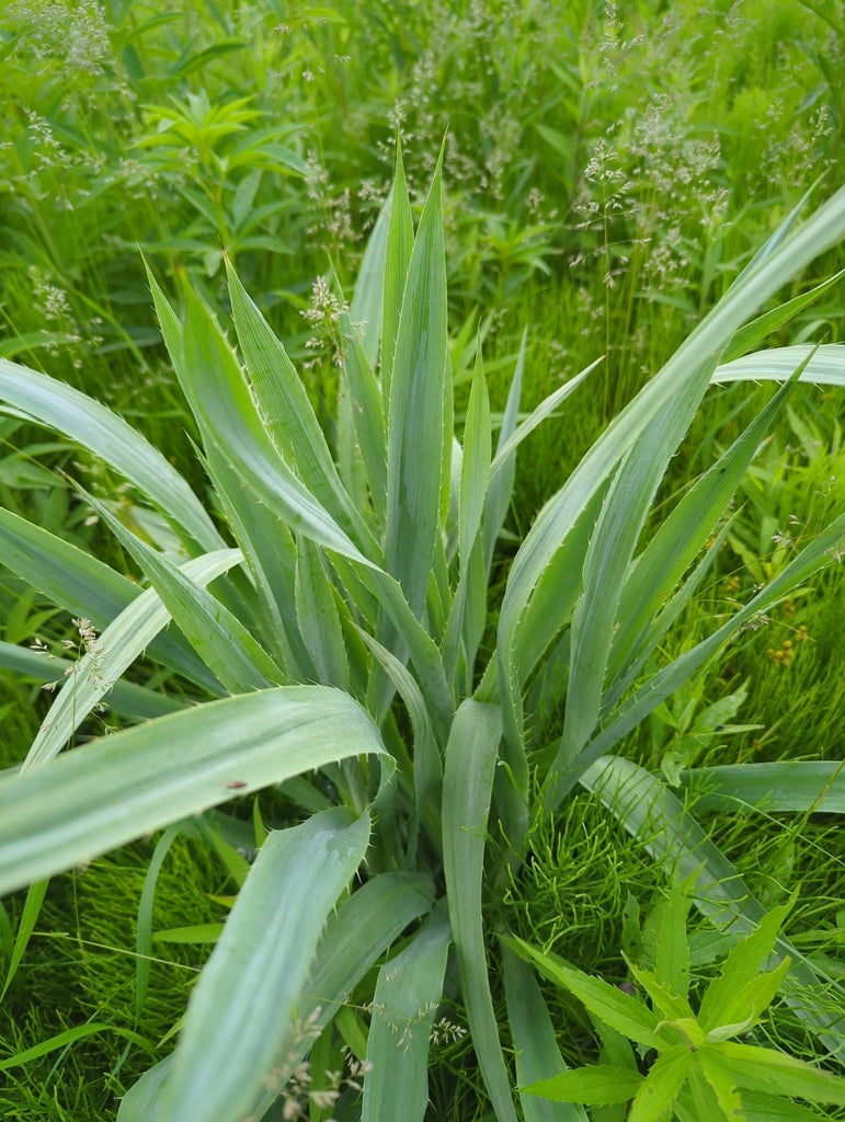 Rattlesnake master | Eryngium yuccifolium