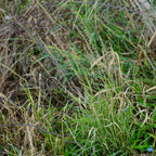 Sideoats grama | Bouteloua curtipendula
