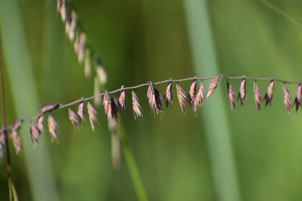 Sideoats grama | Bouteloua curtipendula