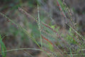 Sideoats grama | Bouteloua curtipendula