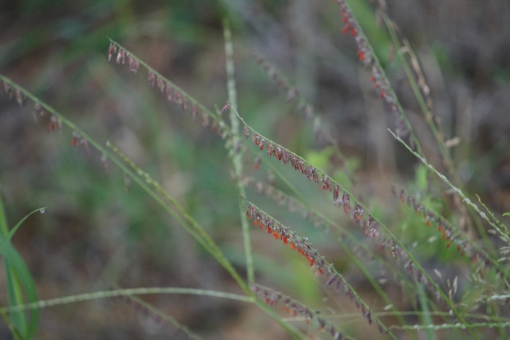 Sideoats grama | Bouteloua curtipendula