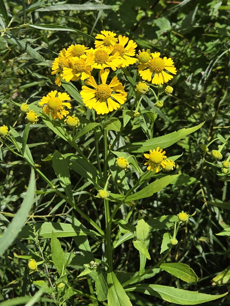 Sneezeweed | Helenium autumnale