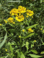 Sneezeweed | Helenium autumnale