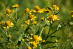 Sneezeweed | Helenium autumnale