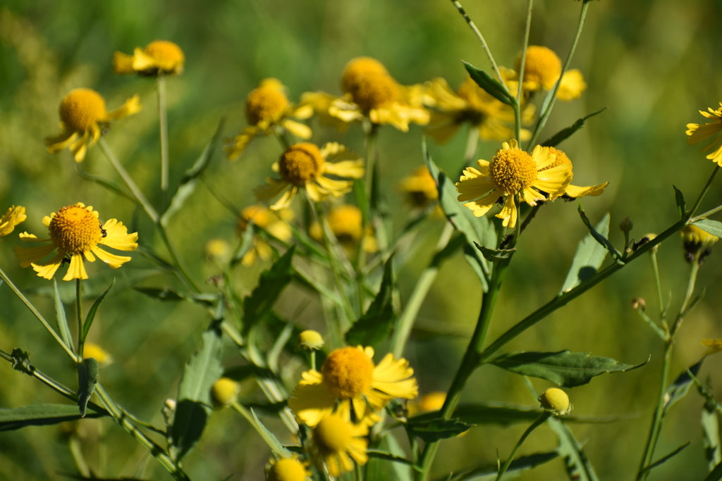 Sneezeweed | Helenium autumnale