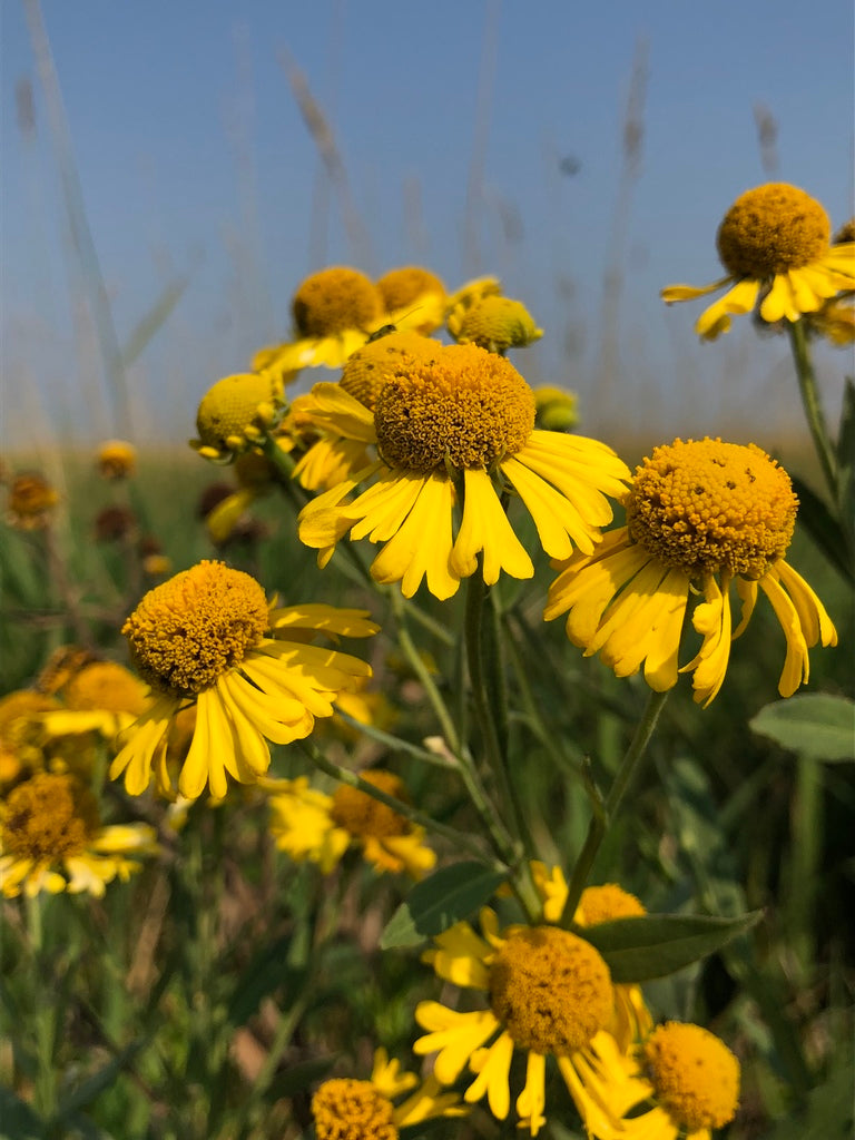 Sneezeweed | Helenium autumnale