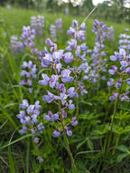 Sundial lupine | Lupinus perennis