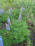 Sundial lupine | Lupinus perennis