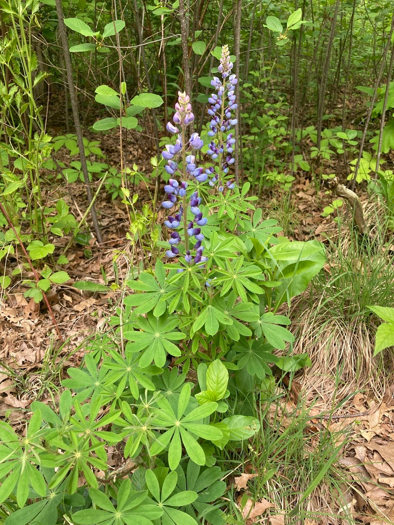 Sundial lupine | Lupinus perennis