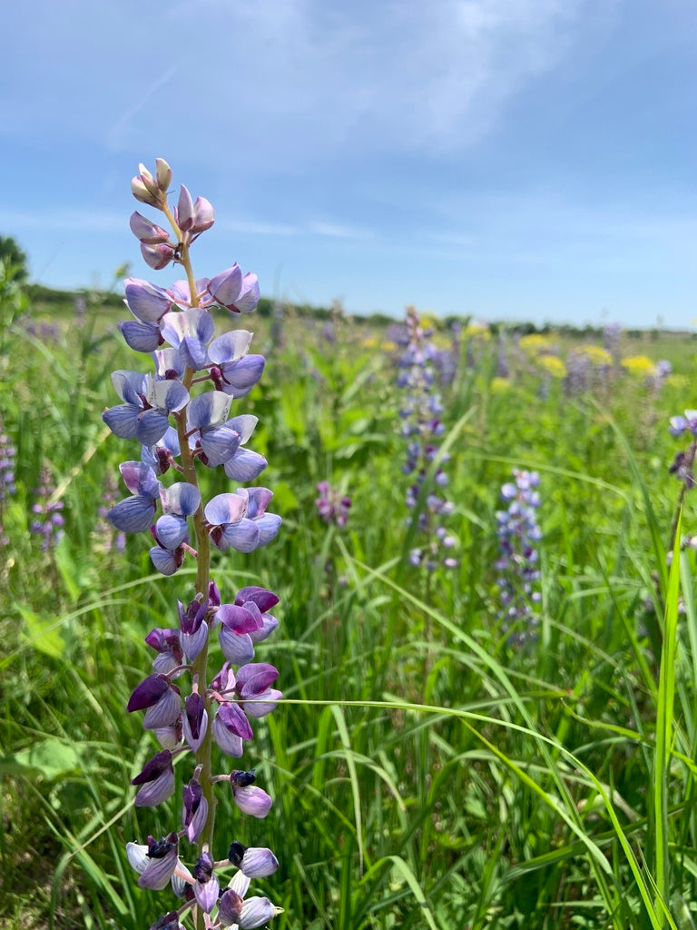 Sundial lupine | Lupinus perennis