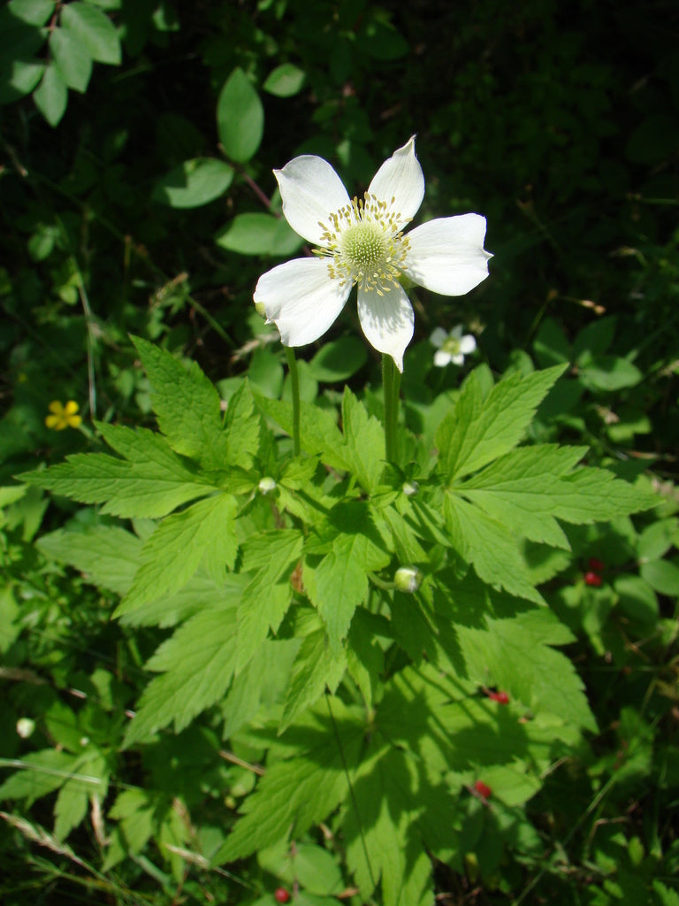 Tall thimbleweed | Anenome virginiana