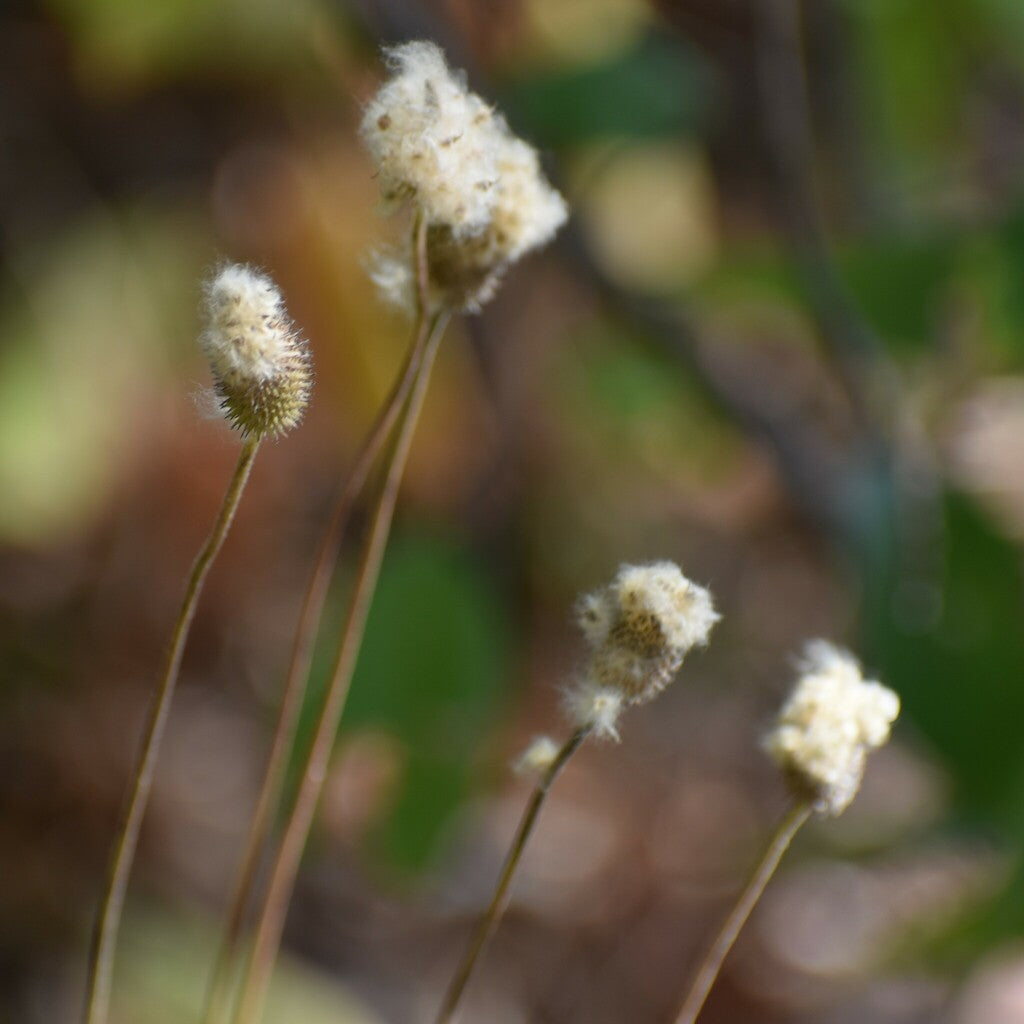 Tall thimbleweed | Anenome virginiana