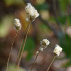 Tall thimbleweed | Anenome virginiana