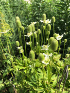 Tall thimbleweed | Anenome virginiana