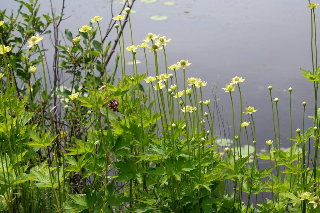 Tall thimbleweed | Anenome virginiana