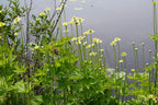 Tall thimbleweed | Anenome virginiana