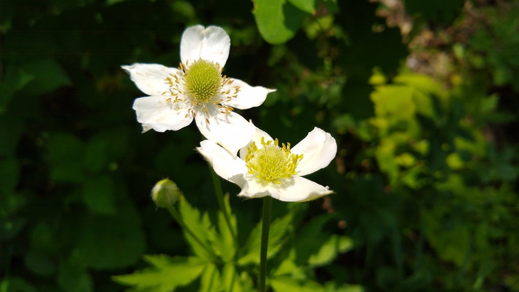 Tall thimbleweed | Anenome virginiana