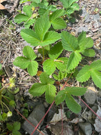Wild strawberry | Fragaria virginiana