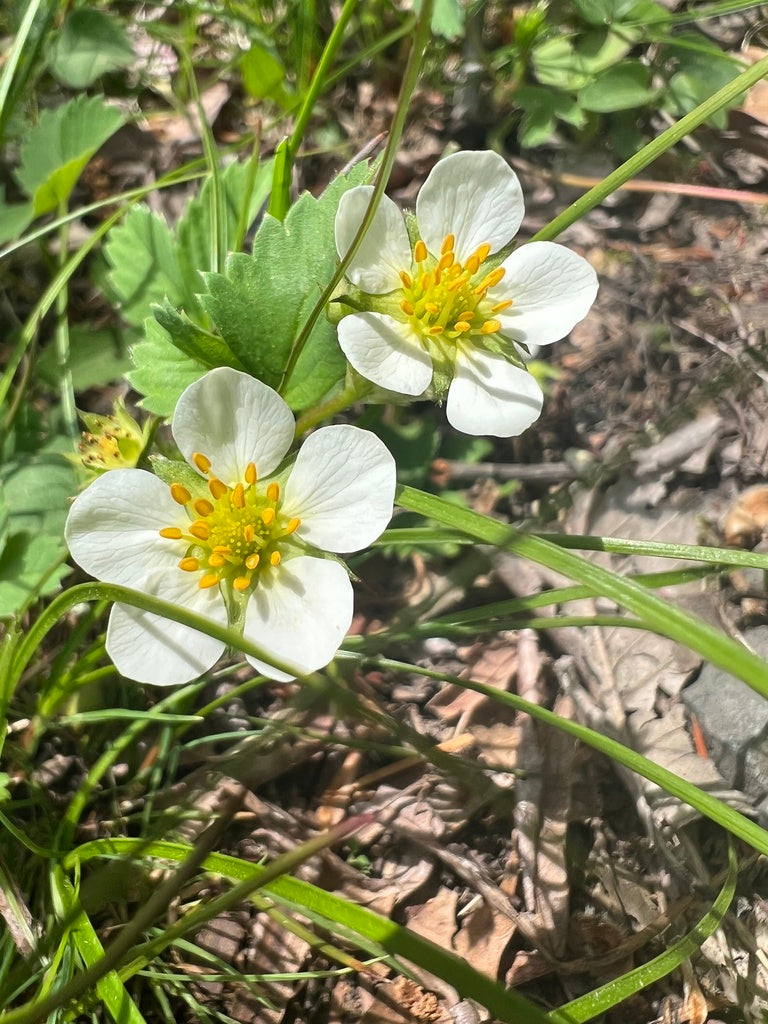 Wild strawberry | Fragaria virginiana