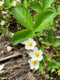 Wild strawberry | Fragaria virginiana
