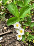 Wild strawberry | Fragaria virginiana