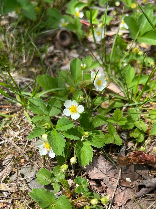 Wild strawberry | Fragaria virginiana