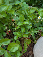 Wild strawberry | Fragaria virginiana