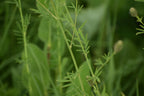 White prairie clover | Dalea candida