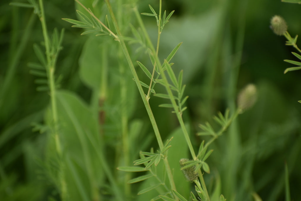 White prairie clover | Dalea candida