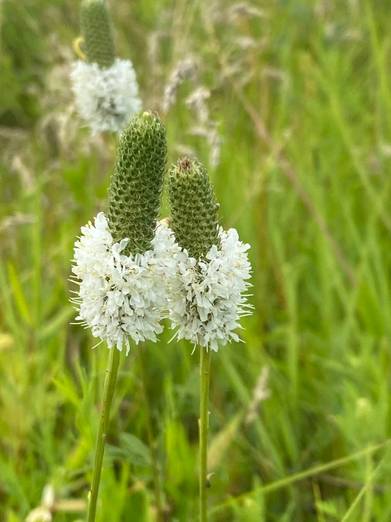 White prairie clover | Dalea candida