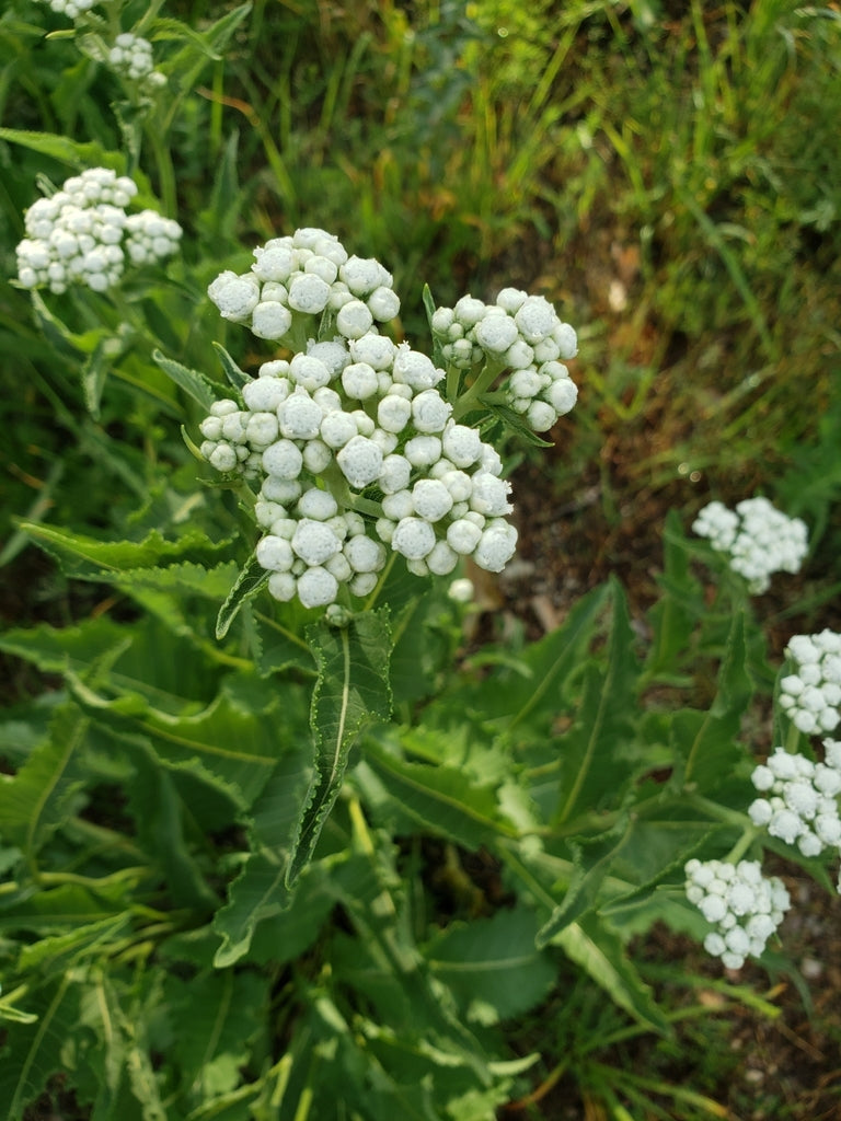 Wild quinine | Parthenium integrifolium