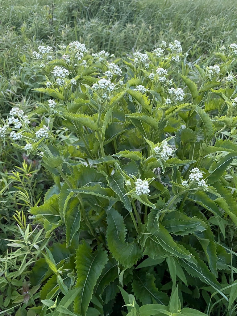Wild quinine | Parthenium integrifolium