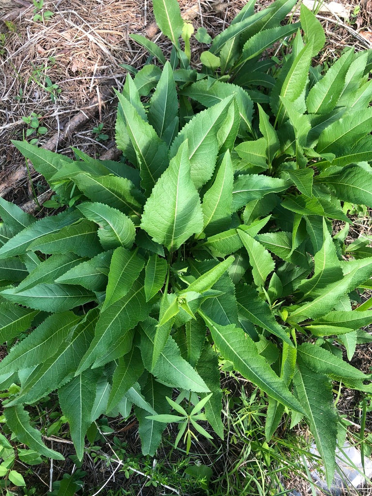 Wild quinine | Parthenium integrifolium