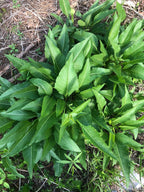Wild quinine | Parthenium integrifolium